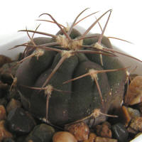 Gymnocalycium mazanense var. ferox P30A