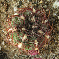 Gymnocalycium mesopotamicum P241