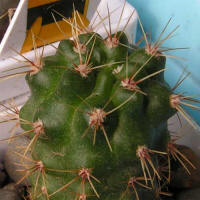 Gymnocalycium monvillei P12