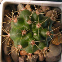 Gymnocalycium monvillei P12