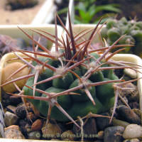 Gymnocalycium mostii ssp. ferocior STO866