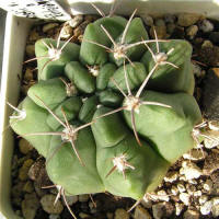 Gymnocalycium mostii var. kurtzianum