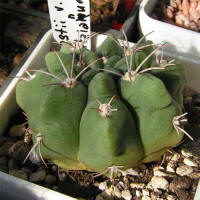 Gymnocalycium mostii var. kurtzianum