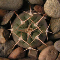 Gymnocalycium nidulans VG03-199