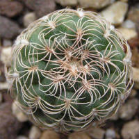 Gymnocalycium parvulum STO 218-7