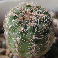 Gymnocalycium parvulum STO 218-7