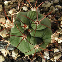 Gymnocalycium pflanzii v. argentinense JO165