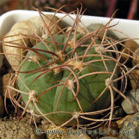 Gymnocalycium mazanense var. polycephalum GN611/2439