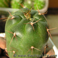 Gymnocalycium rhodantherum VG05-219