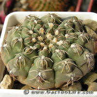 Gymnocalycium robustum GN96-747/3123