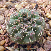 Gymnocalycium rosae GN1029/3613 