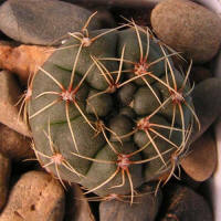 Gymnocalycium rosae GN 745/2167