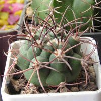 Gymnocalycium saglione longispinum