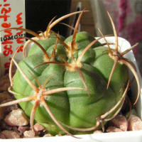 Gymnocalycium schuetzianum