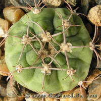 Gymnocalycium schuetzianum FR430