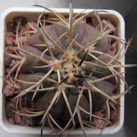 Gymnocalycium spegazzinii var. major