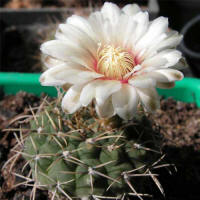 Gymnocalycium stellatum