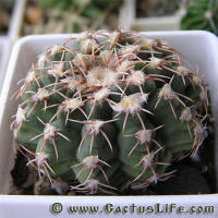 Gymnocalycium stellatum P202