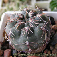 Gymnocalycium taningaense var. lukasikii LB326