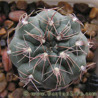 Gymnocalycium taningaense var. lukasikii LB326