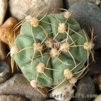 Gymnocalycium uruguayense v. roseiflorum LB655