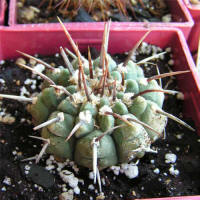 Gymnocalycium vatteri