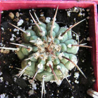 Gymnocalycium vatteri