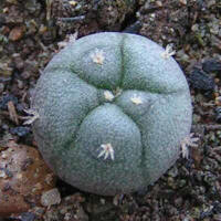 Lophophora williamsii