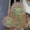 Mamillaria Bocasana