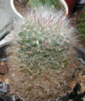 Mamillaria Bocasana