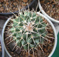 Mamillaria magnimamma