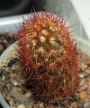 Mamillaria Elongata