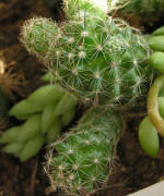 Mamillaria Gracilis