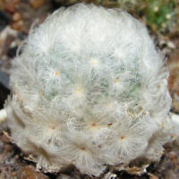 Mamillaria Plumosa