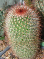 Mamillaria Spinosissima