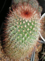 Mamillaria Spinosissima