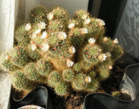 Mamillaria Willdi