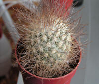 Mammillaria Rekoi ssp. leptacantha