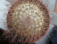 Mammillaria Rekoi ssp. leptacantha