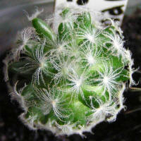 Mammillaria aureilanata var. alba