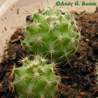 Mammillaria blossfeldiana SB 1854