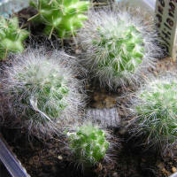 Mammillaria bocasana multilanata