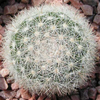 Mamillaria candida