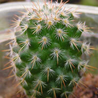 Mammillaria dixanthocentron LO 60