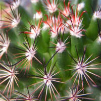 Mammillaria duoformis tenango de valle white fls