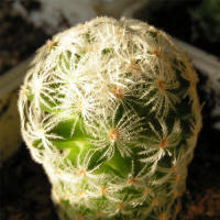 Mammillaria duwei P 301