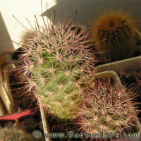 Mammillaria fraileana