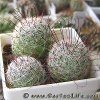 Mamillaria grahamii SB154