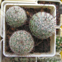 Mamillaria grahamii SB154