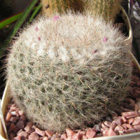 Mamillaria hahniana